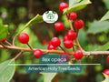 500 mg Ilex opaca Seeds | American Holly Evergreen Shrub for Landscaping, Wildlife, Privacy, Native Plant