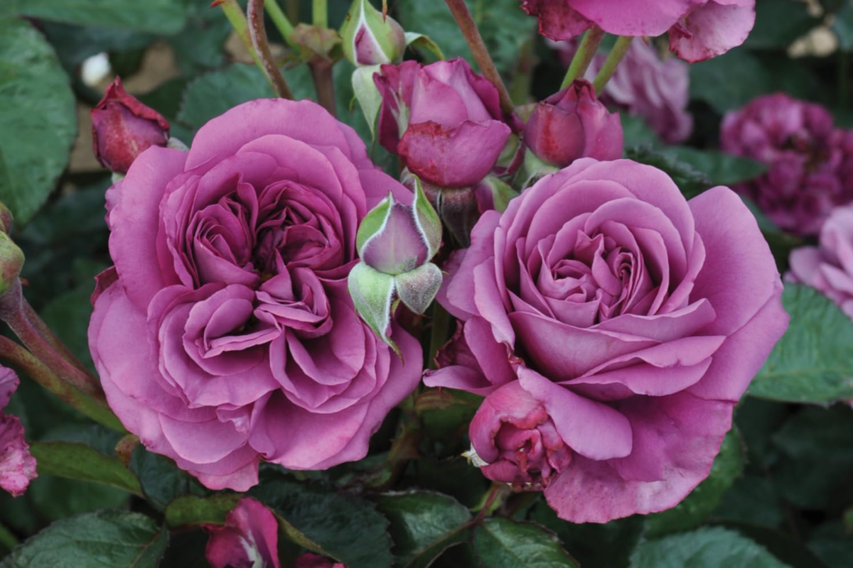 Plum Perfect™ Rose - 1.5 Gal Potted Floribunda with Purple Double Blooms, Heat & Humidity Tolerant, Reblooming, Own-Root, Zones 5-10