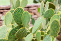 Bunny Ears Cactus Cuttings - Unrooted Pads, Opuntia Microdasys, Easy to Grow Succulent, Drought Tolerant, No Sharp Spines