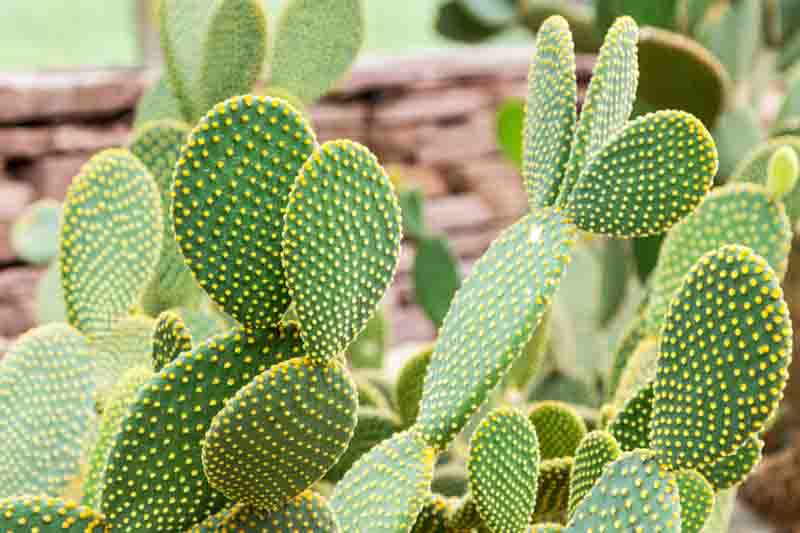 Bunny Ears Cactus Cuttings - Unrooted Pads, Opuntia Microdasys, Easy to Grow Succulent, Drought Tolerant, No Sharp Spines