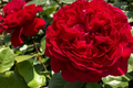 Rouge Royal Rose Plant - 1.5 Gal Potted, Highly Fragrant Red Blooms, Heavy Reblooming Floribunda, Zones 6-10, Pesticide-Free
