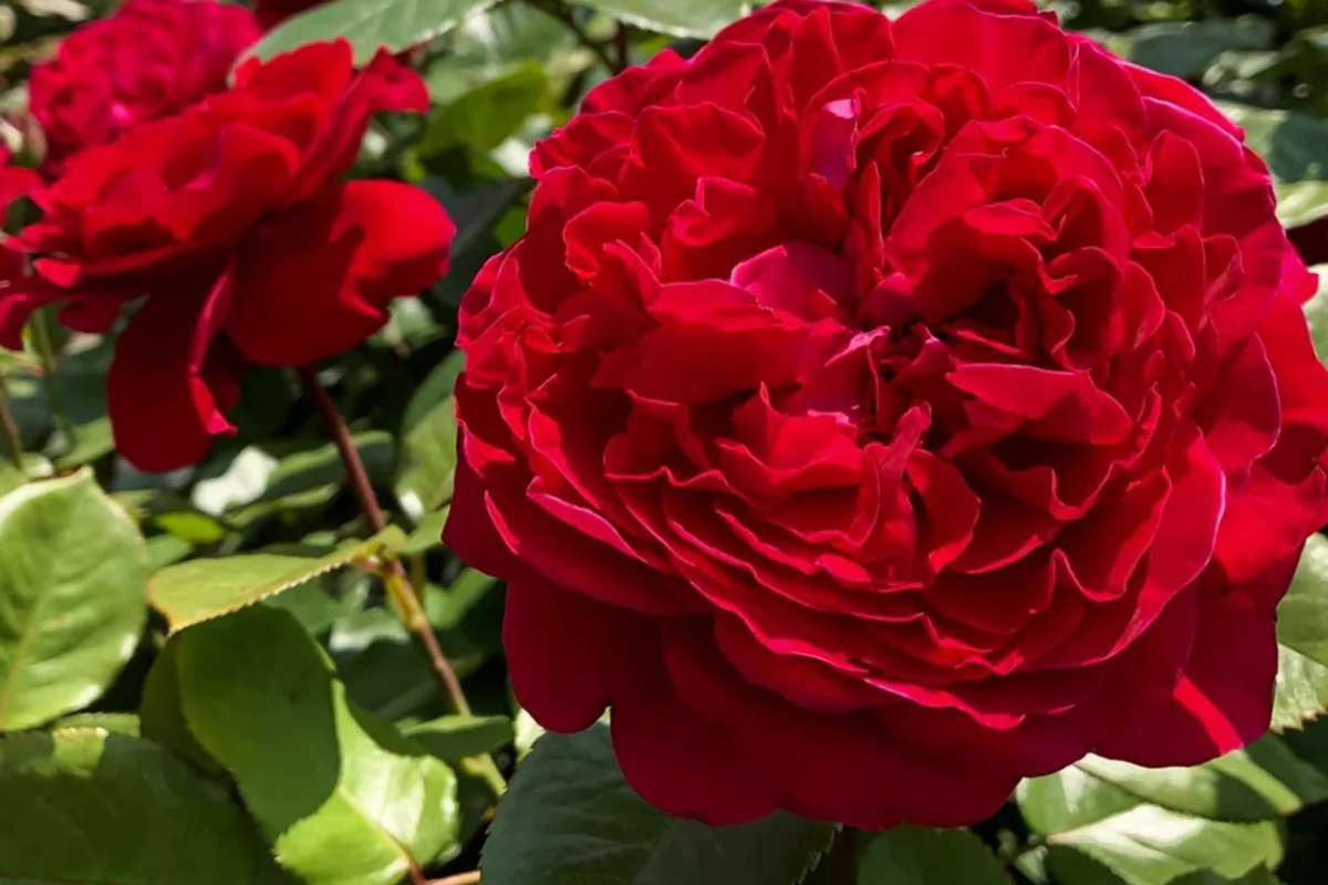 Rouge Royal Rose Plant - 1.5 Gal Potted, Highly Fragrant Red Blooms, Heavy Reblooming Floribunda, Zones 6-10, Pesticide-Free