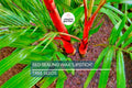 10 Red Sealing Wax Palm Seeds Cyrtostachys Renda Tropical Indoor Plant Rare Ornamental Palm