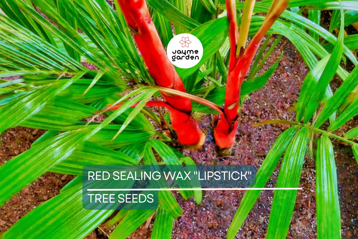 10 Red Sealing Wax Palm Seeds Cyrtostachys Renda Tropical Indoor Plant Rare Ornamental Palm