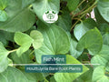 15 Live Bare Root Fish Mint Plants, Houttuynia cordata, Edible Ground Cover, Asian Herb, Perennial, Moisture-Loving