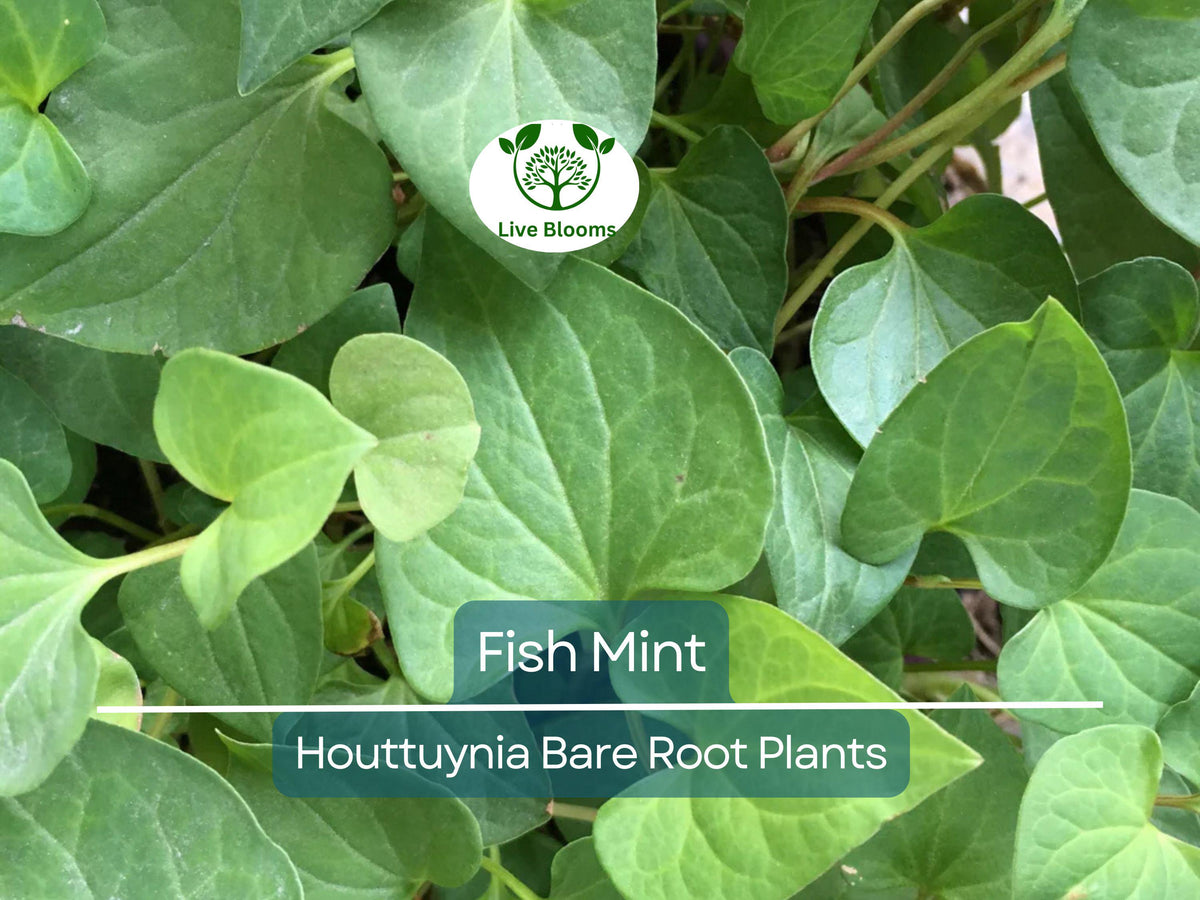 15 Live Bare Root Fish Mint Plants, Houttuynia cordata, Edible Ground Cover, Asian Herb, Perennial, Moisture-Loving
