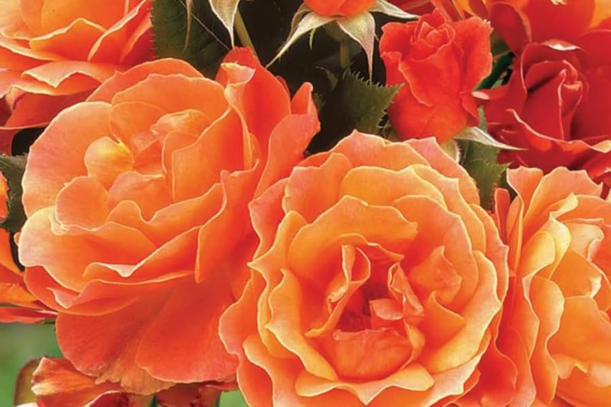 Gingersnap Rose Plant - 1.5 Gal Potted Bright Orange Reblooming Floribunda Fragrant Pesticide-Free Zones 5-10