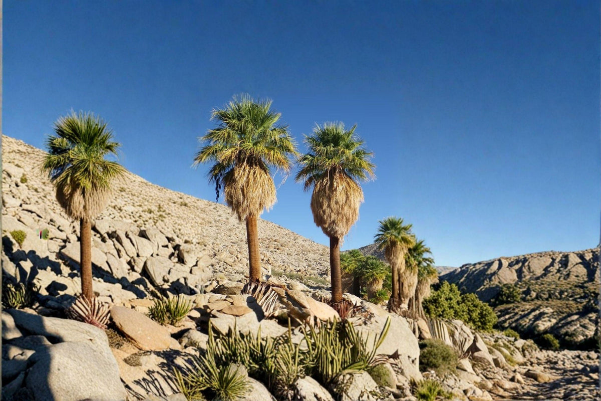 California Fan Palm Seeds – Washingtonia filifera, Native Desert, Drought Tolerant, Landscape, 5 Seeds