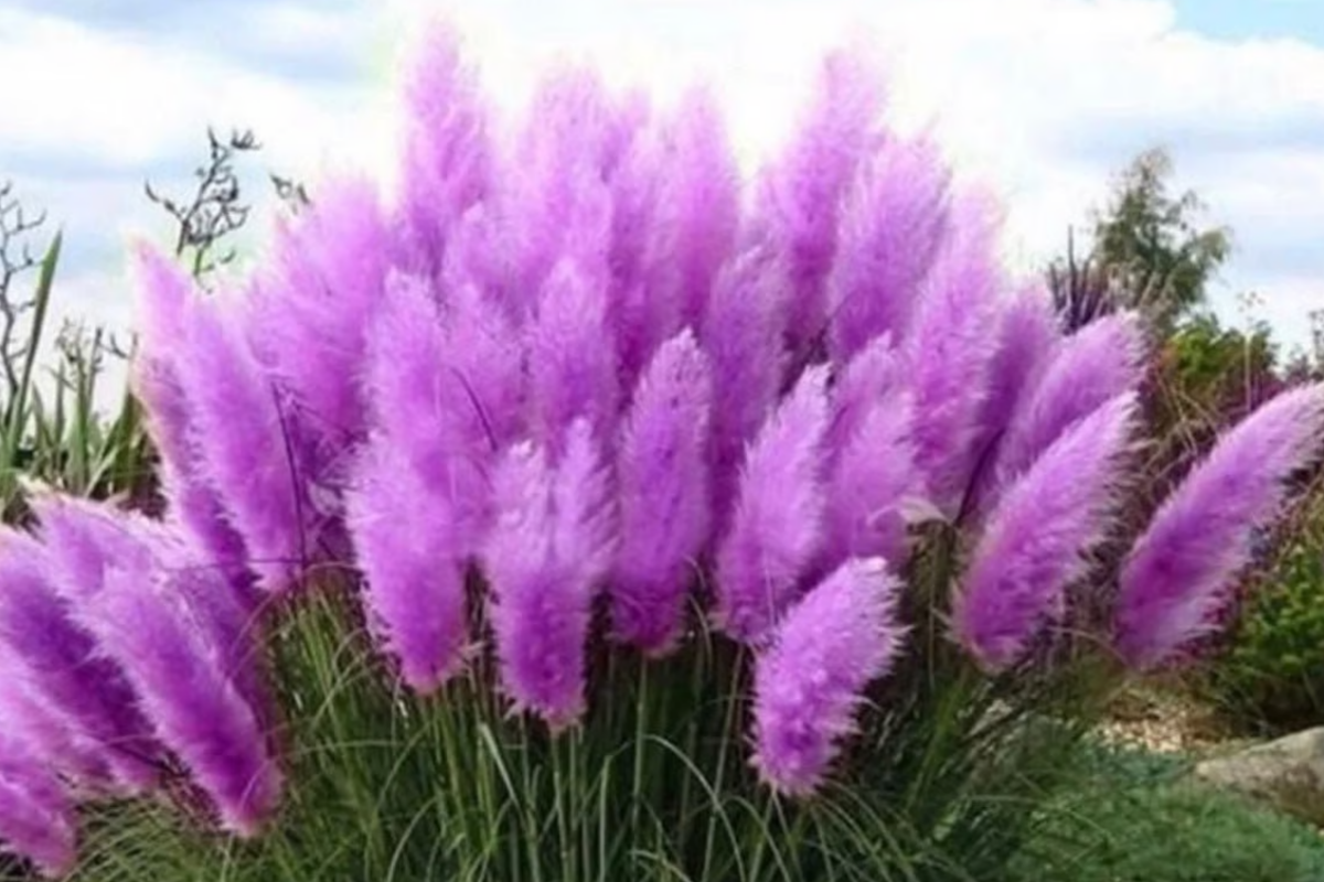 Purple Pampas Grass Live Plugs - Ornamental Cortaderia selloana with Dusty Purple Plumes, Drought-Tolerant, Low Maintenance