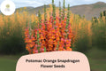 Antirrhinum majus Potomac Orange Snapdragon Seeds – 1000+ Bright Tangerine Blooms for Garden & Cut Flowers