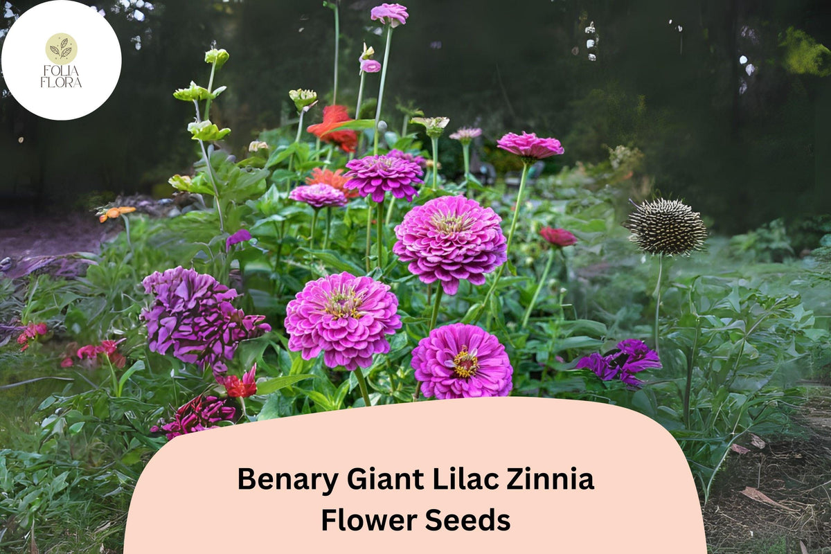 Benary Giant Lilac Zinnia Seeds – Large Double Blooms for Summer Gardens & Cut Flowers – Zinnia elegans
