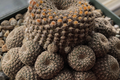 Rare Grafted Lobivia Famatimensis Cristata Purple Cactus with Brain Coral Shape & Orange Blooms
