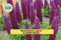 Masterpiece Lupine Seeds 25+ Purple Red Bi-Color Blooms Perennial Garden Planting Lupinus polyphyllus