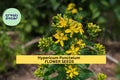 Hypericum punctatum Seeds – 3 Pack of 50mg Native Dotted St. John’s Wort for Pollinator Gardens, Meadows, Native Landscaping