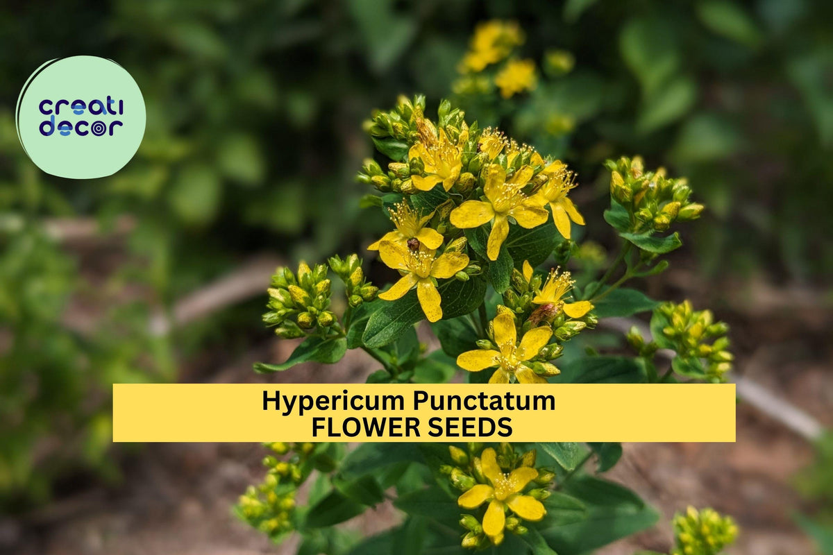 Hypericum punctatum Seeds – 3 Pack of 50mg Native Dotted St. John’s Wort for Pollinator Gardens, Meadows, Native Landscaping
