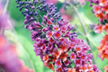 2-Pack Bicolor Butterfly Bush Live Plants (Buddleia) - Fragrant, Drought-Hardy, Butterfly Magnet, Summer Blooms, Pollinator-Friendly Shrubs