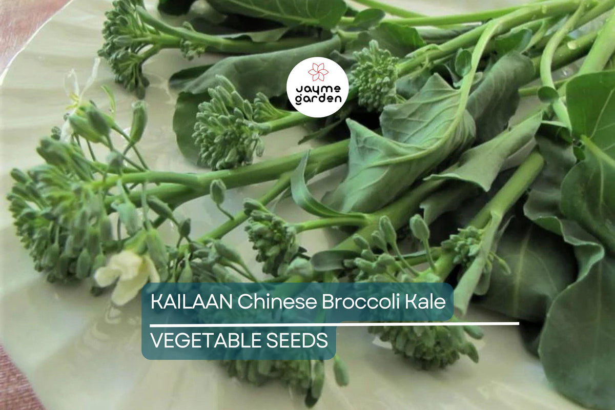 125 Kailaan Chinese Broccoli Seeds - Heirloom Gai Lan Asian Greens for Stir-Fry, Broccoli-Like Flavors, Brassica Oleracea