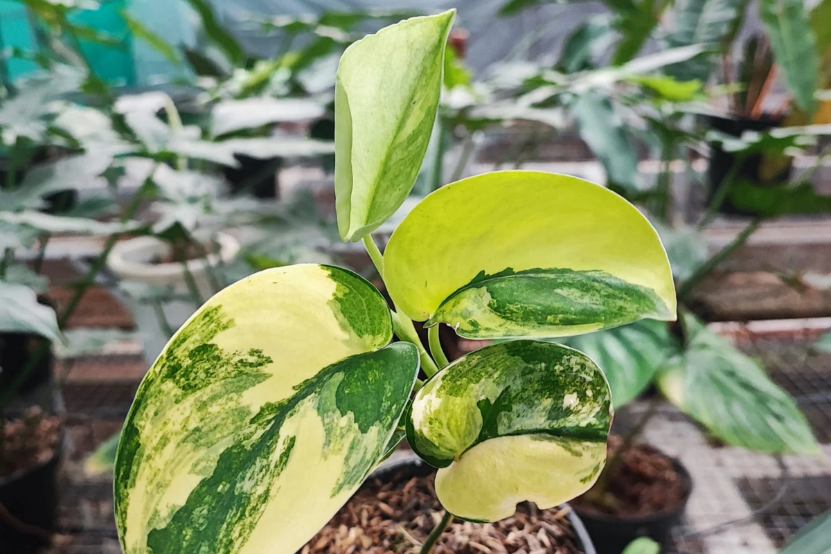 Scindapsus Jade Satin Aurea Rooted Cutting in Prop Cup - Rare Variegated Houseplant with Green & Yellow Foliage