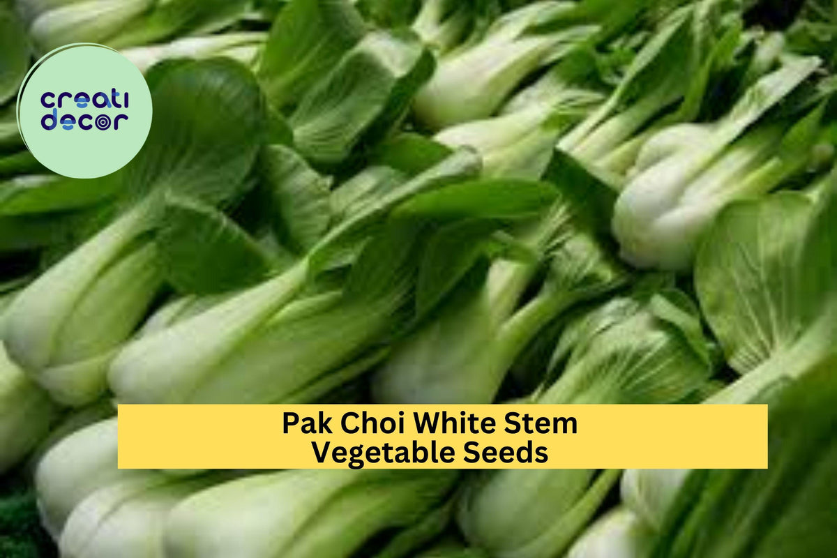 Pak Choi White Stem Seeds, 3 Pack, Brassica rapa subsp. chinensis, Asian Greens for Stir-Fries & Soups, Cool-Weather Vegetable Seeds