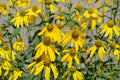 50 Cutleaf Coneflower Seeds – Rudbeckia laciniata ampla Native Wildflower Pollinator Perennial for Gardens