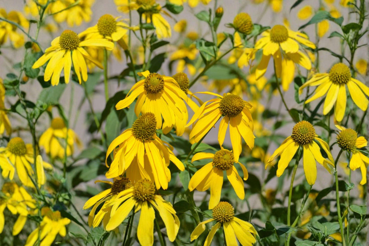 50 Cutleaf Coneflower Seeds – Rudbeckia laciniata ampla Native Wildflower Pollinator Perennial for Gardens