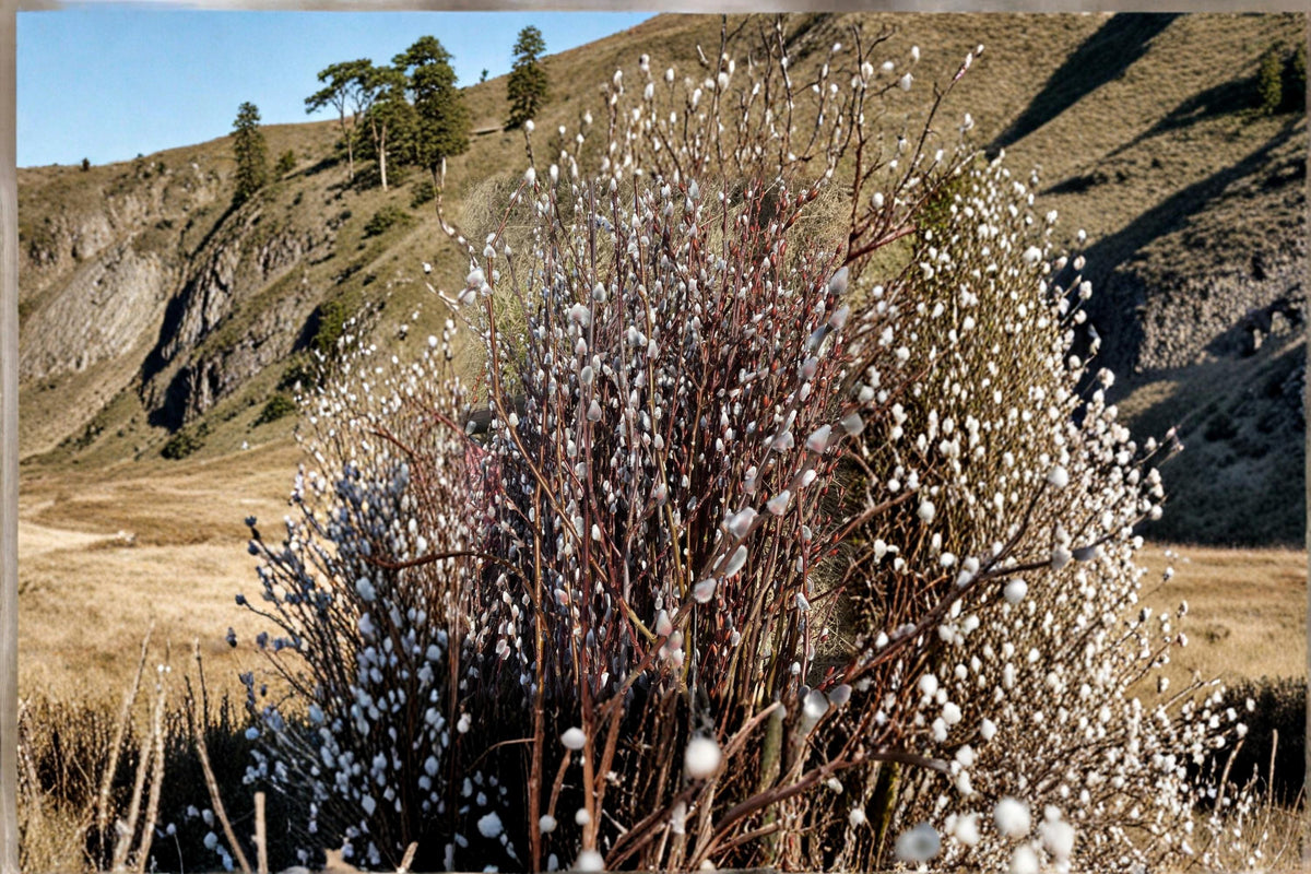 Pussy Willow Cuttings 10 Pack - Salix japonica Early Flowering Ornamental Shrubs for Gardens & Landscaping