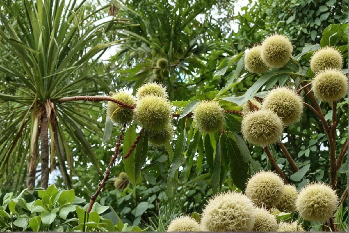Chinese Chestnut Live Plants - 2ft Tall Nut Tree, Castanea mollissima, Edible Chestnuts, Ornamental & Shade Tree