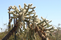 Opuntia Fulgida Cactus Cuttings - 6-9 Inches, Chain Fruit Cholla, Drought Tolerant, Pink Flowers, Rootone Treated