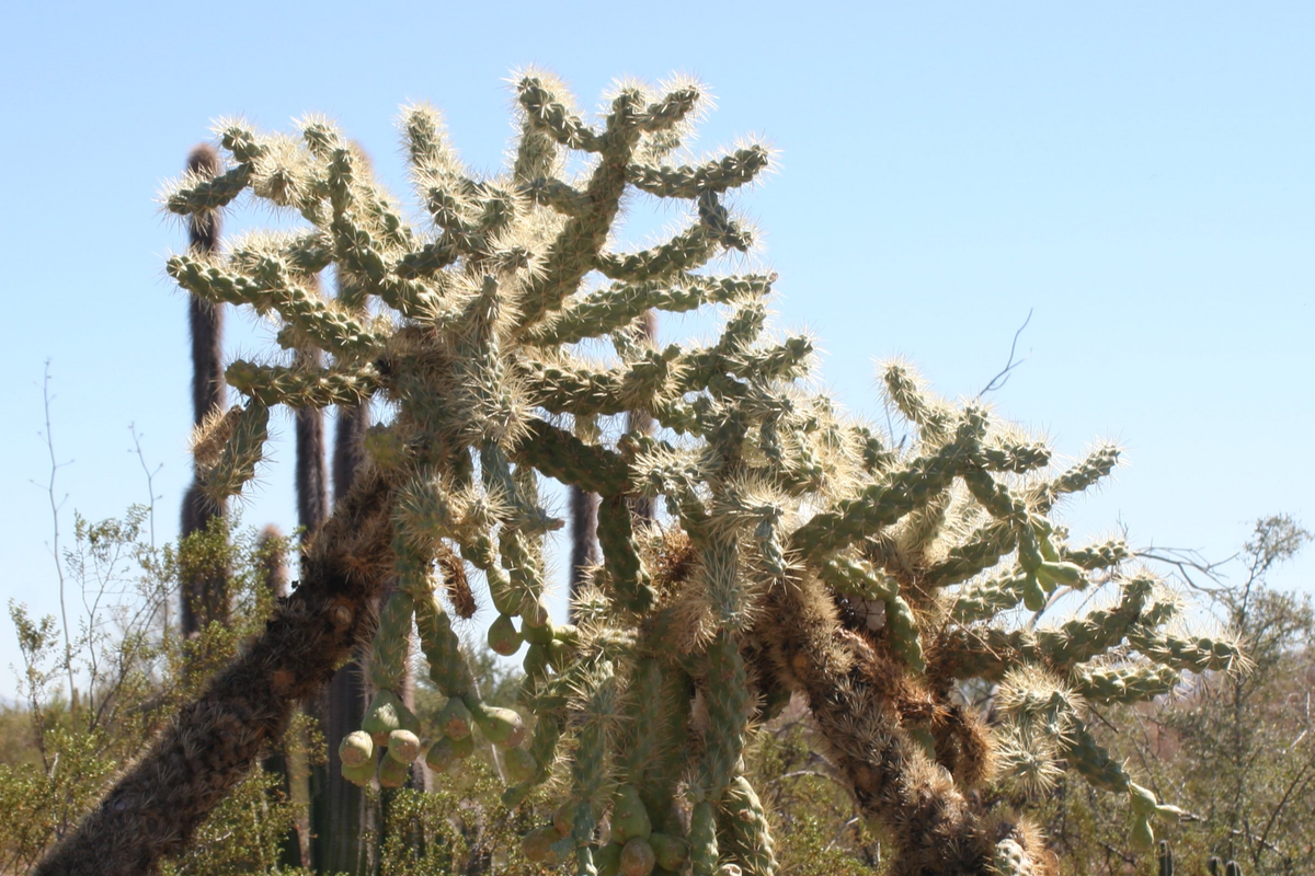 Opuntia Fulgida Cactus Cuttings - 6-9 Inches, Chain Fruit Cholla, Drought Tolerant, Pink Flowers, Rootone Treated