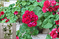 Double Red Geranium Cuttings - Pelargonium, Flowering Ornamental Plant, Container Gardening, Fresh Propagation Material