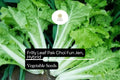 Frilly Leaf Pak Choi Seeds - Fun Jen Hybrid Brassica rapa, Non-GMO, Asian Greens for Salads & Stir-Fries, 500mg Packet