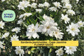 Gardenia jasminoides Seeds, Cape Jasmine, Evergreen Shrub, Fragrant White Flowers, Container & Landscape Plant, 20 Seeds