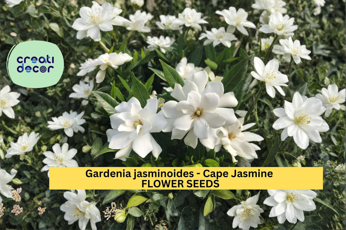 Gardenia jasminoides Seeds, Cape Jasmine, Evergreen Shrub, Fragrant White Flowers, Container & Landscape Plant, 20 Seeds