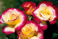 Large Fragrant Double Delight Rose Stems for Planting, Bicolor Ornate Blooms, Hybrid Tea Rose, Garden Roses USA