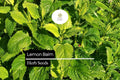 150 Lemon Balm Herb Seeds – Melissa officinalis – Heirloom, Soothing Herbal Tea, Citrus Aroma, Perennial