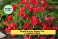 50+ Royal Scarlet Sweet Pea Seeds – Bold Red Fragrant Blooms for Garden Planting, Climbing Vines for Trellises & Bouquets – USA