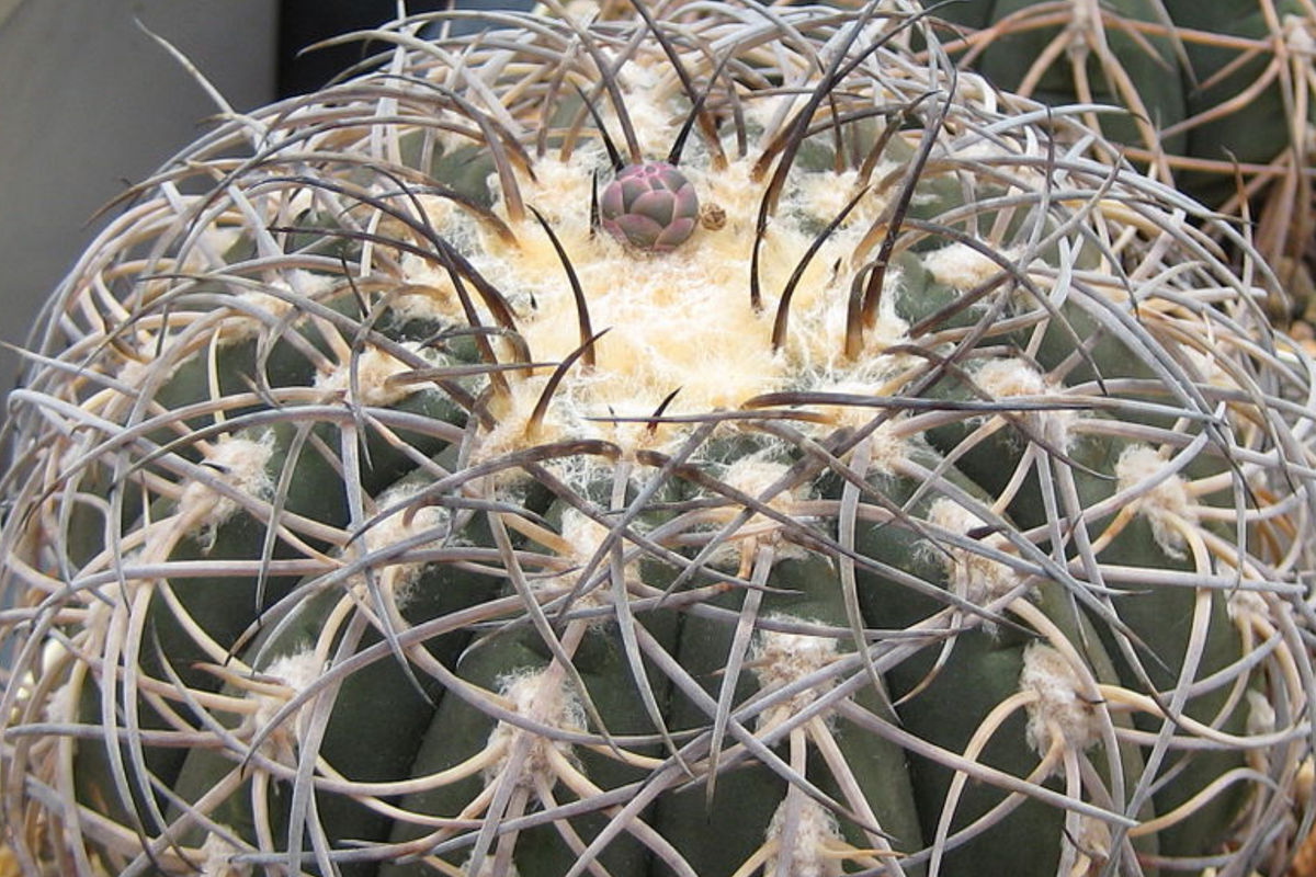 Gymnocalycium spegazzinii armatum Cactus – Rare Live Succulent Plant, 3-4 cm Tall, Hardy, Twisted Spines, Drought Tolerant, Indoor or Patio