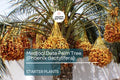 Medjool Date Palm Tree - 7" Potted, Phoenix dactylifera, Edible & Ornamental, 38"+ Tall, Live Starter Plant
