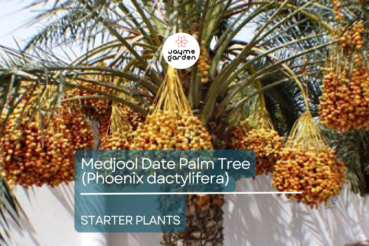Medjool Date Palm Tree - 7" Potted, Phoenix dactylifera, Edible & Ornamental, 38"+ Tall, Live Starter Plant