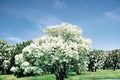 Snowball Bush Live Plant, 2ft Tall, White Flowering Shrub, Viburnum opulus 'Roseum' Decorative Landscape Plant