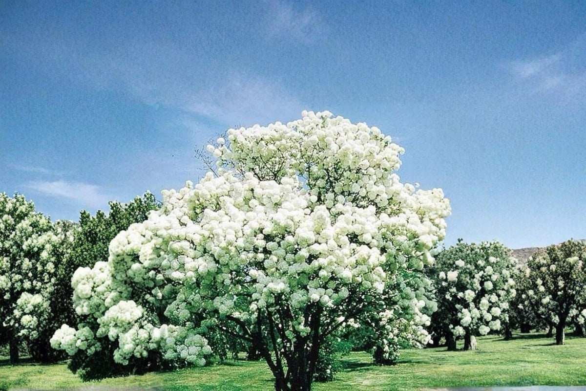 Snowball Bush Live Plant, 2ft Tall, White Flowering Shrub, Viburnum opulus 'Roseum' Decorative Landscape Plant