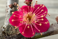 Super Rare Bonsai Red Apricot Cuttings | Mai Do Variety for Rooting & Grafting | Exotic, Hardy, Flowering Bonsai Tree