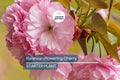 Kwanzan Flowering Cherry Tree – 1-2 Ft Live Bare Root Pink Blooms, Fast Growing, Ornamental Tree, Prunus serrulata 'Kwanzan'