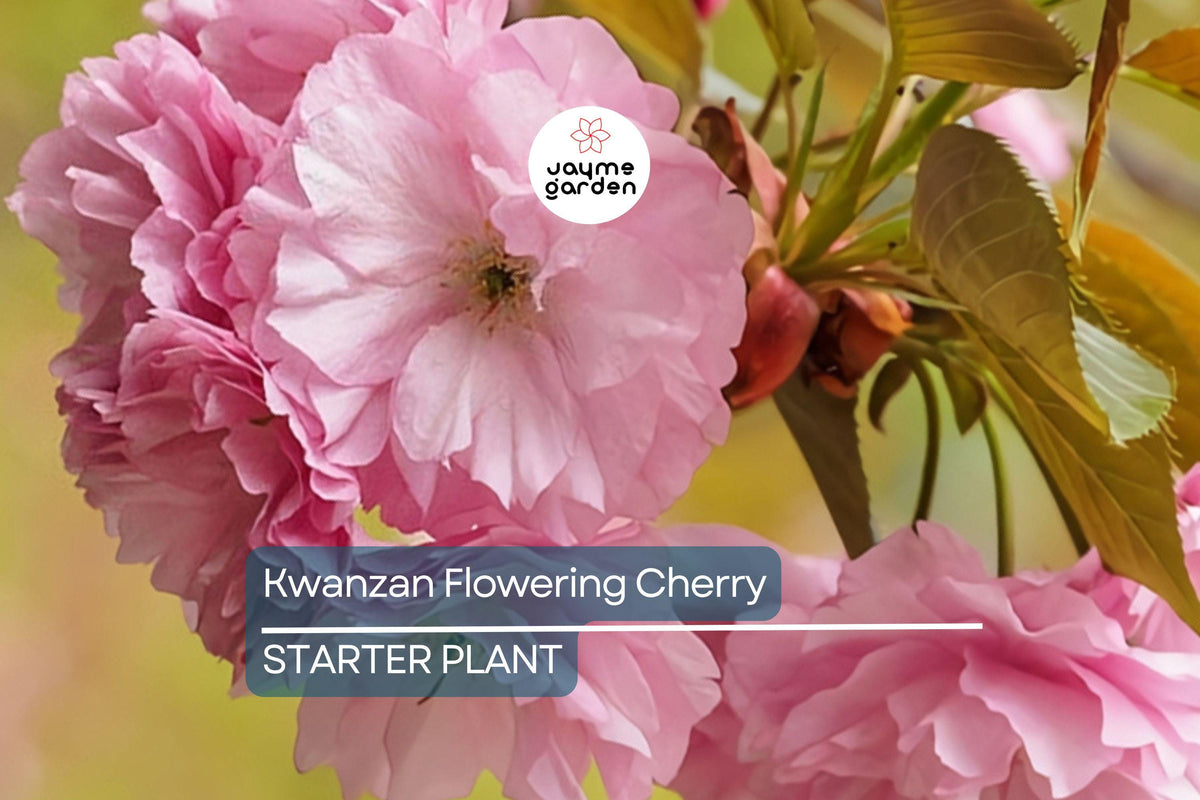 Kwanzan Flowering Cherry Tree – 1-2 Ft Live Bare Root Pink Blooms, Fast Growing, Ornamental Tree, Prunus serrulata 'Kwanzan'