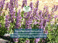 100 mg Penstemon Venustus Seeds | Venus Beardtongue Native Wildflower for Pollinator Gardens & Drought Tolerance