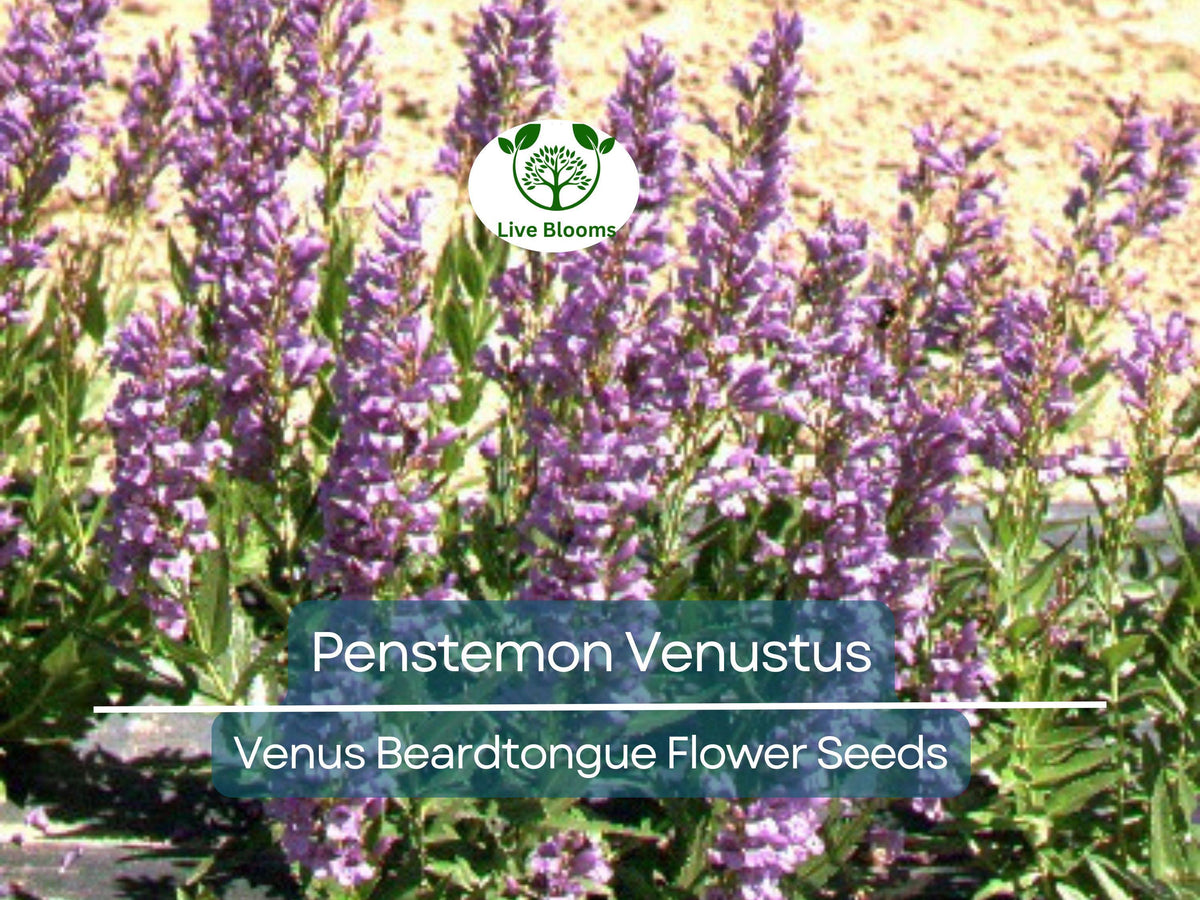 100 mg Penstemon Venustus Seeds | Venus Beardtongue Native Wildflower for Pollinator Gardens & Drought Tolerance