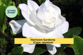 Heirloom Gardenia Bush Set of 2 Live Rooted Shrubs White Fragrant Flowers Gardenia jasminoides