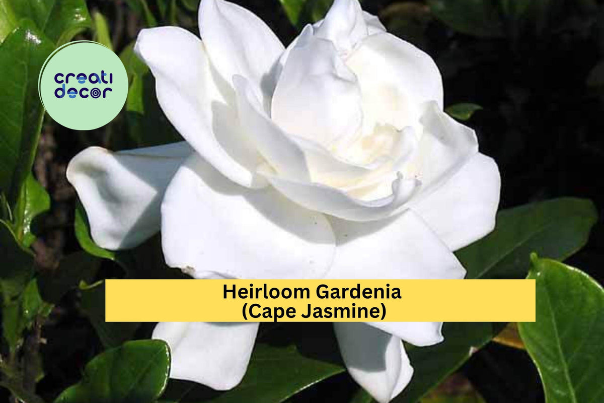 Heirloom Gardenia Bush Set of 2 Live Rooted Shrubs White Fragrant Flowers Gardenia jasminoides