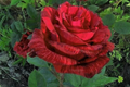 Red Intuition Grandiflora Rose Cuttings – 3 Unrooted Starter Plants for Grafting, Vibrant Red Blooms, Easy to Grow, Flowering Shrub