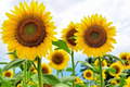 Skyscraper Sunflower Seeds - Organic Non-GMO Helianthus annuus - Tall Annual Garden Seeds for Bright Yellow Blooms